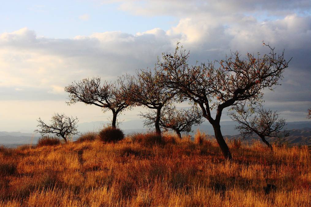 بیابان های شمالی